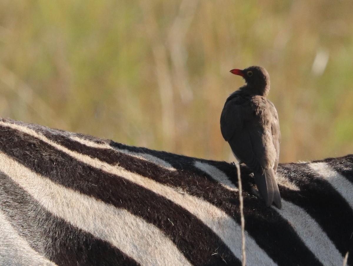 Red-billed Oxpecker - ML645919534