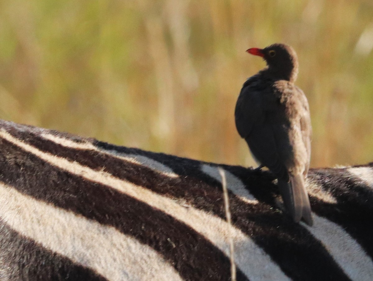 Red-billed Oxpecker - ML645919535