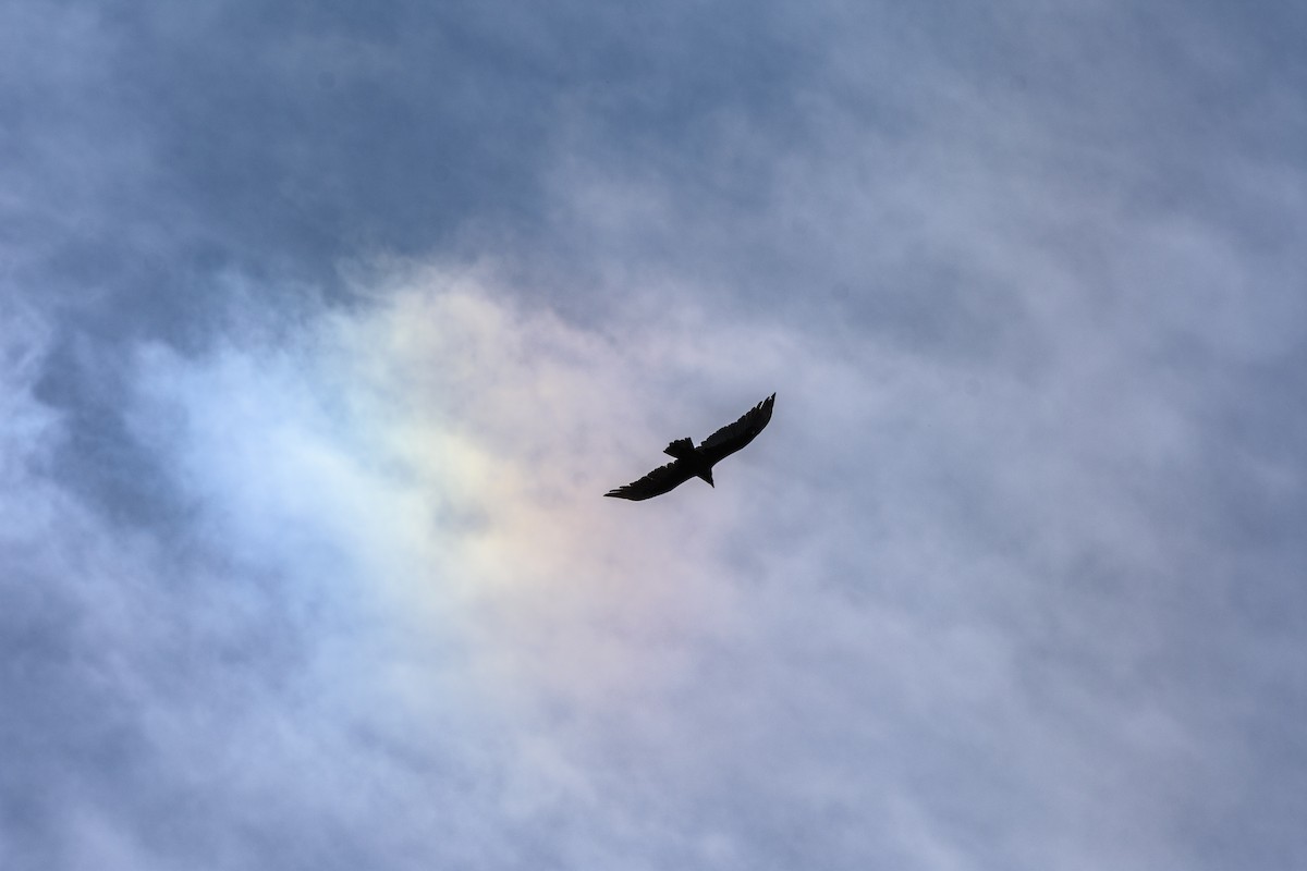 Turkey Vulture - ML645919537