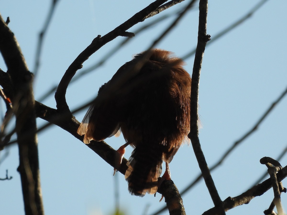 Karolina Çıtkuşu - ML645919539