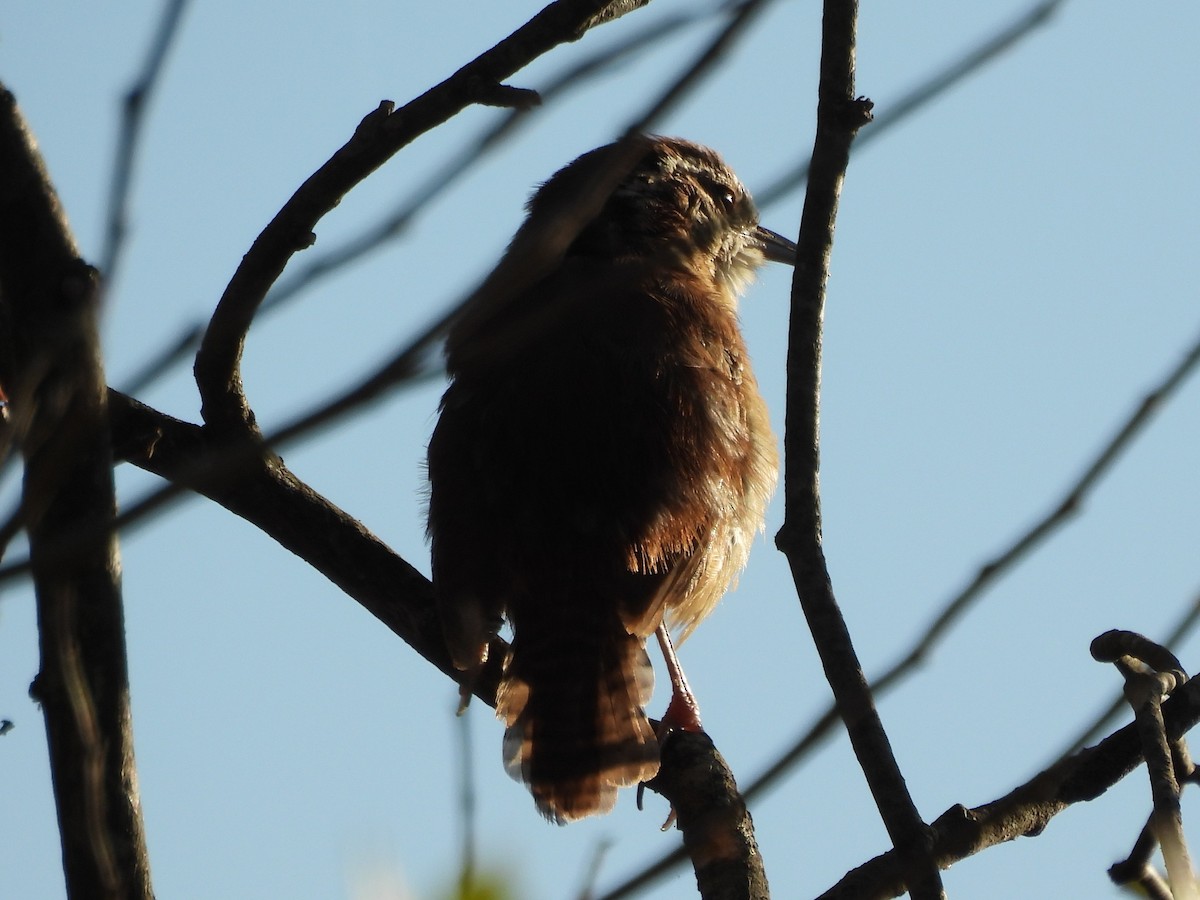 Karolina Çıtkuşu - ML645919540