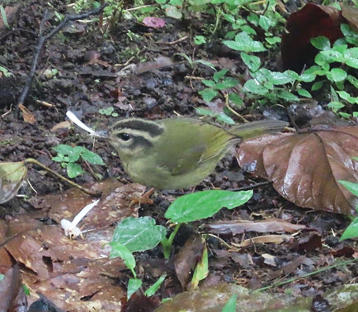 Three-striped Warbler - ML645919557