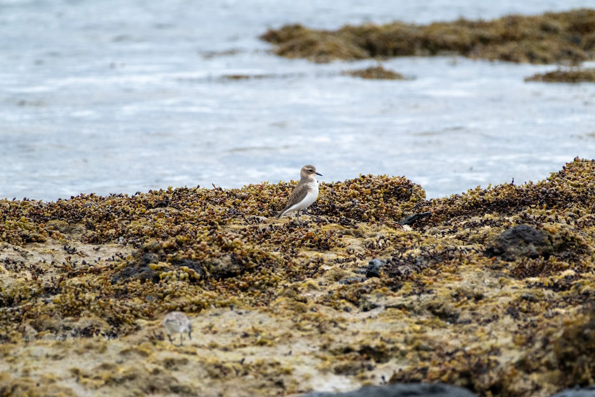 Double-banded Plover - ML645919565