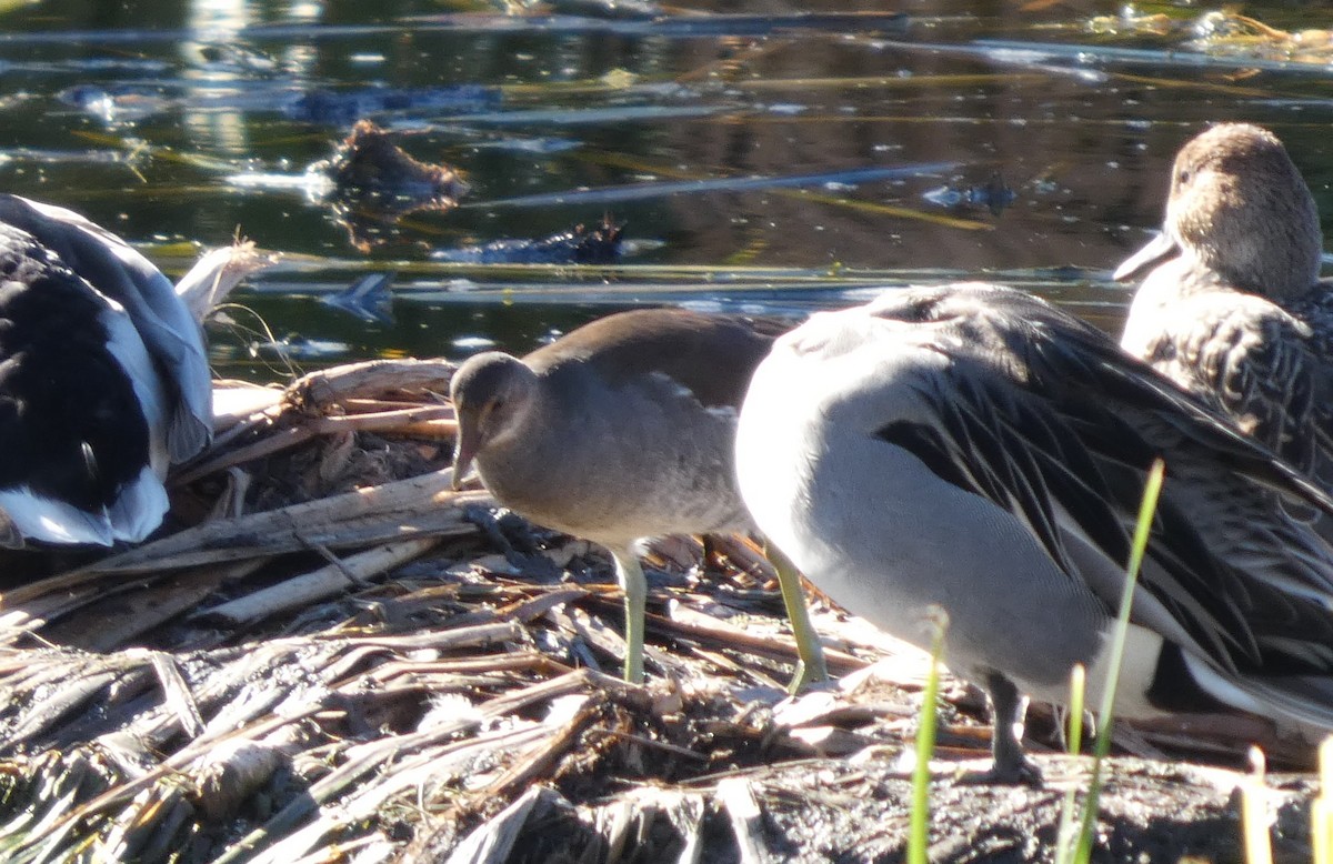 slípka americká - ML645919570