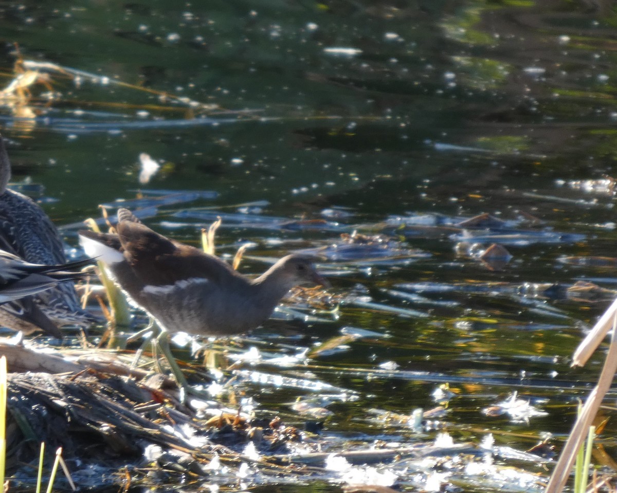 slípka americká - ML645919571