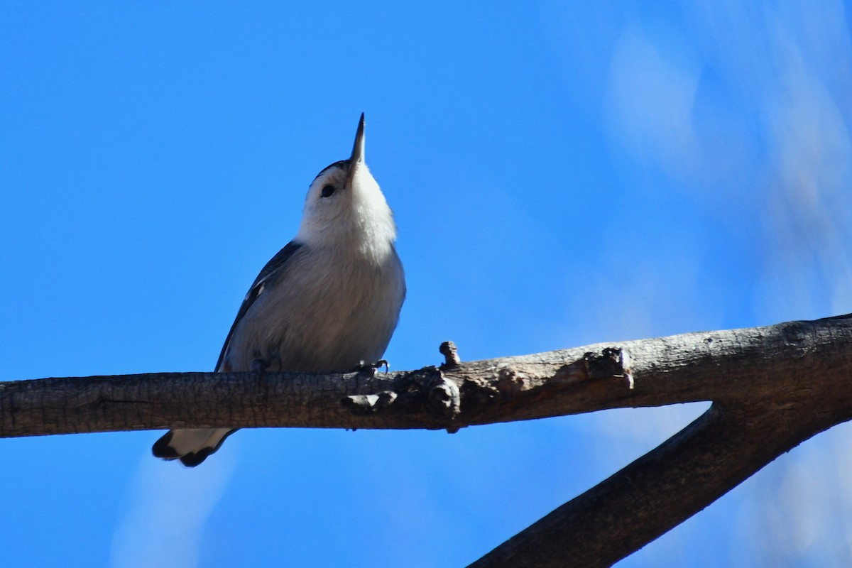 White-breasted Nuthatch - ML645919572