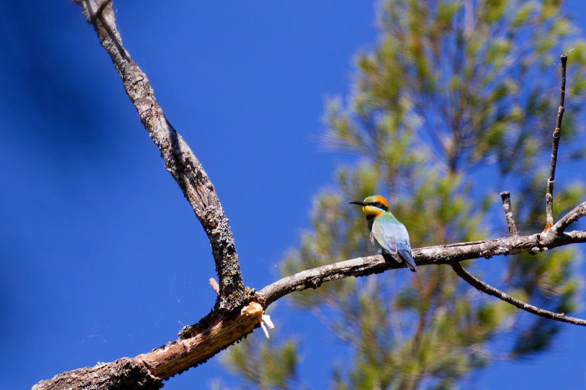 Rainbow Bee-eater - ML645919593