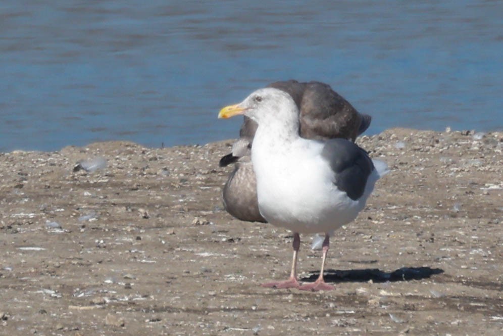 Мартин західний - ML645919596