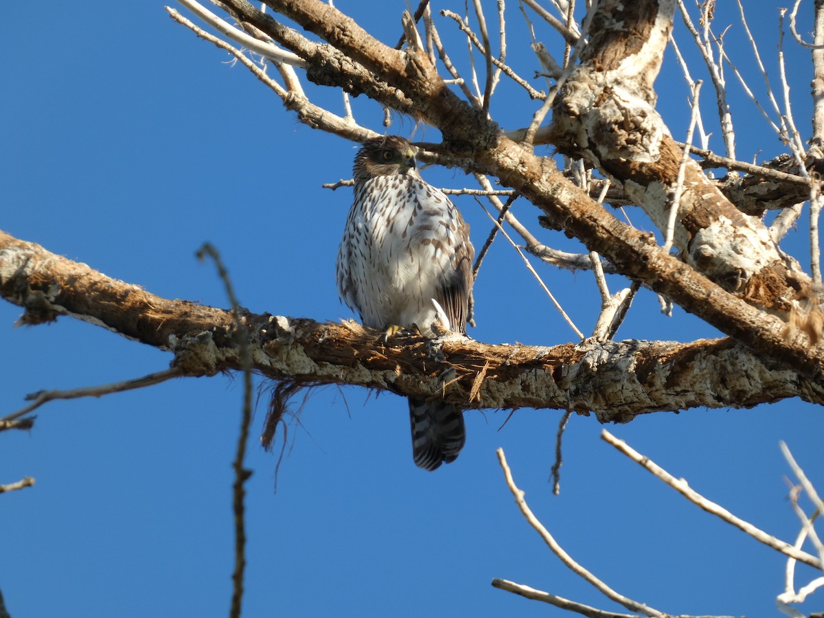 Cooper's Hawk - ML645919598