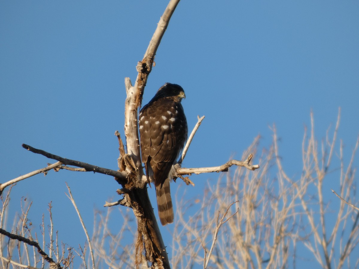 Cooper's Hawk - ML645919599