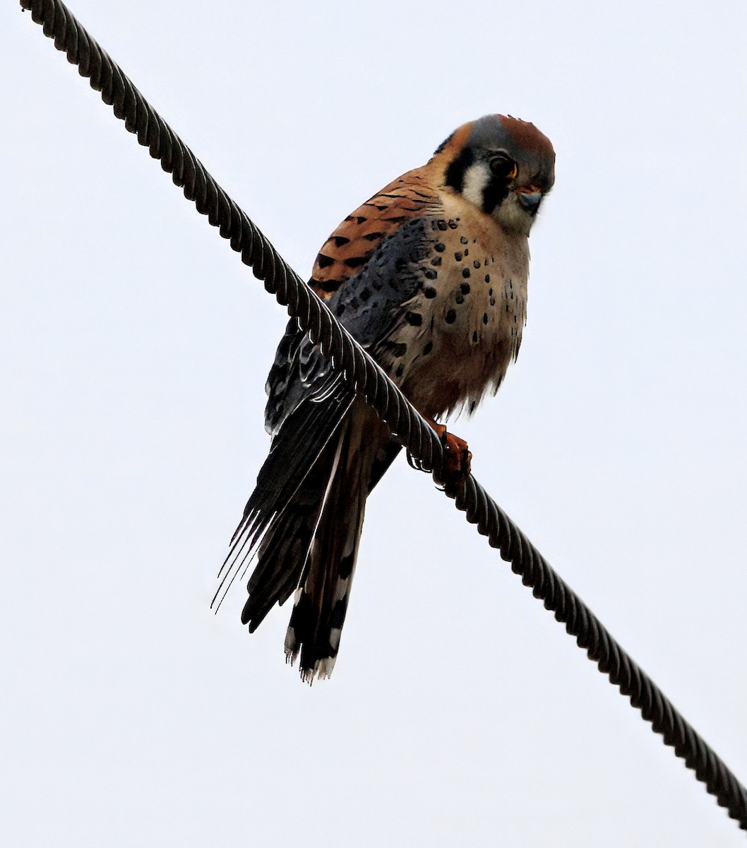 American Kestrel - ML645919601