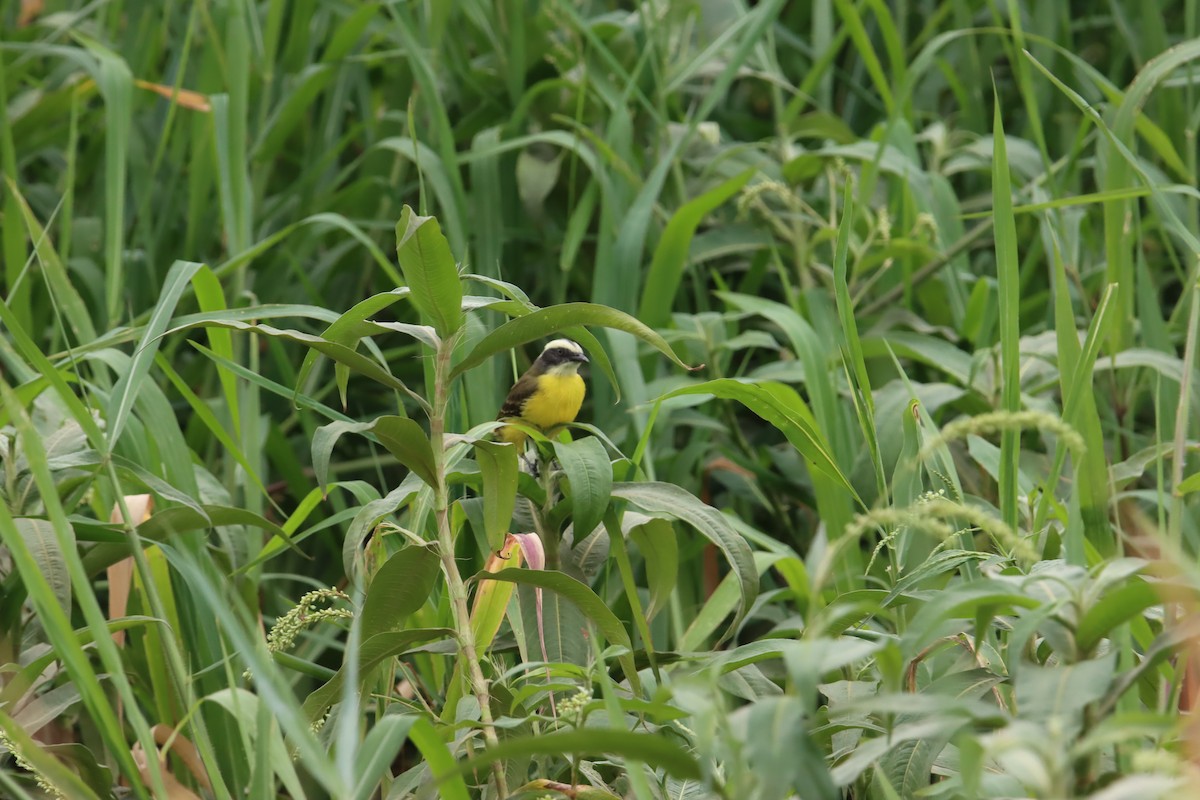 Social Flycatcher - ML645919604