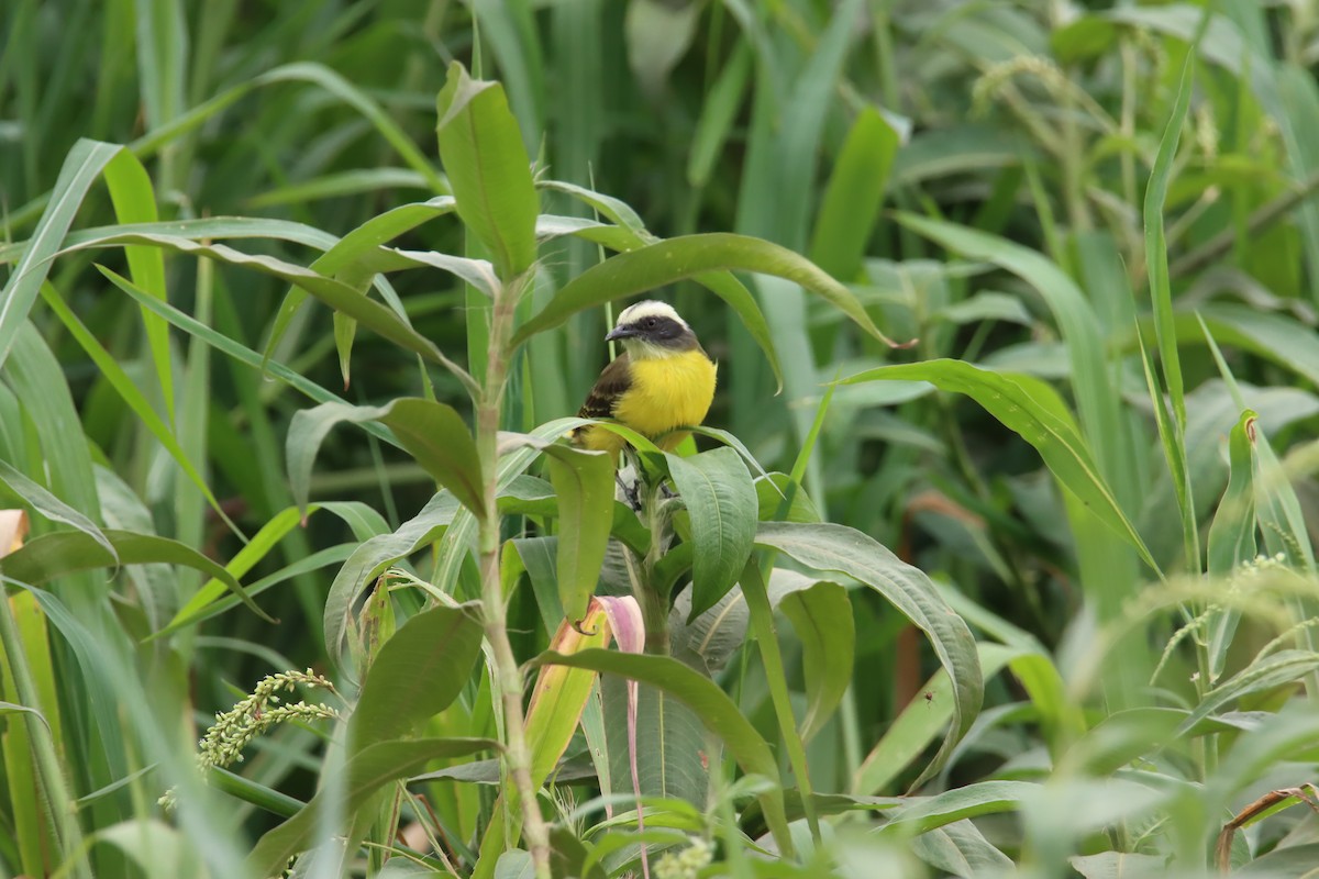 Social Flycatcher - ML645919605