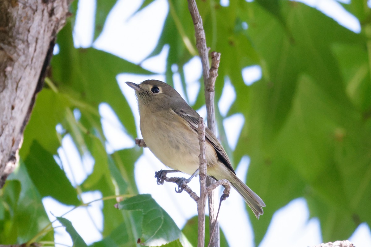 Hutton's Vireo - ML645919606