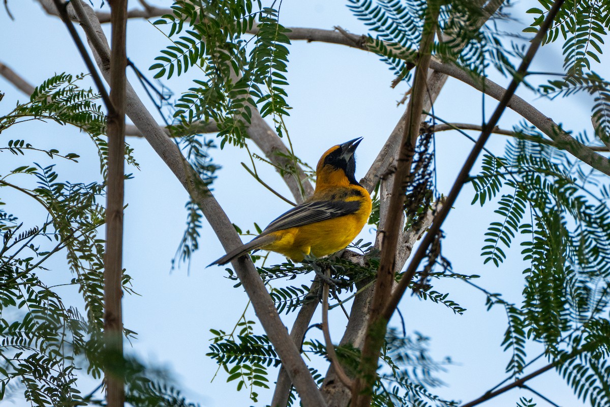 Altamira x Audubon's Oriole (hybrid) - ML645919607