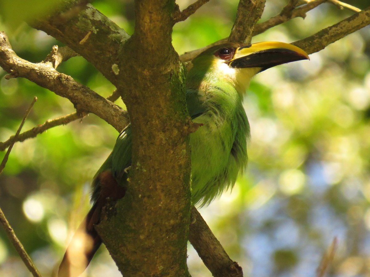Northern Emerald-Toucanet - ML645919608
