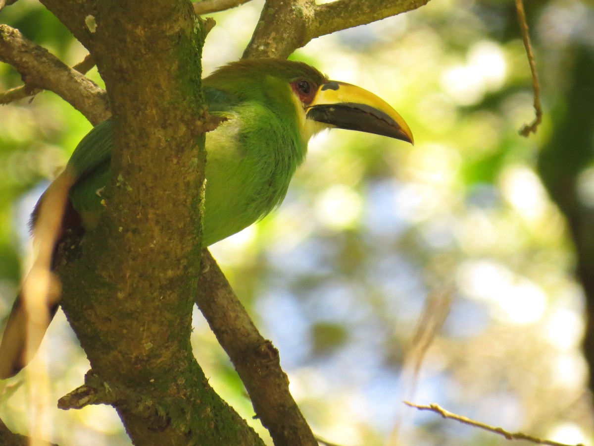 Northern Emerald-Toucanet - ML645919609