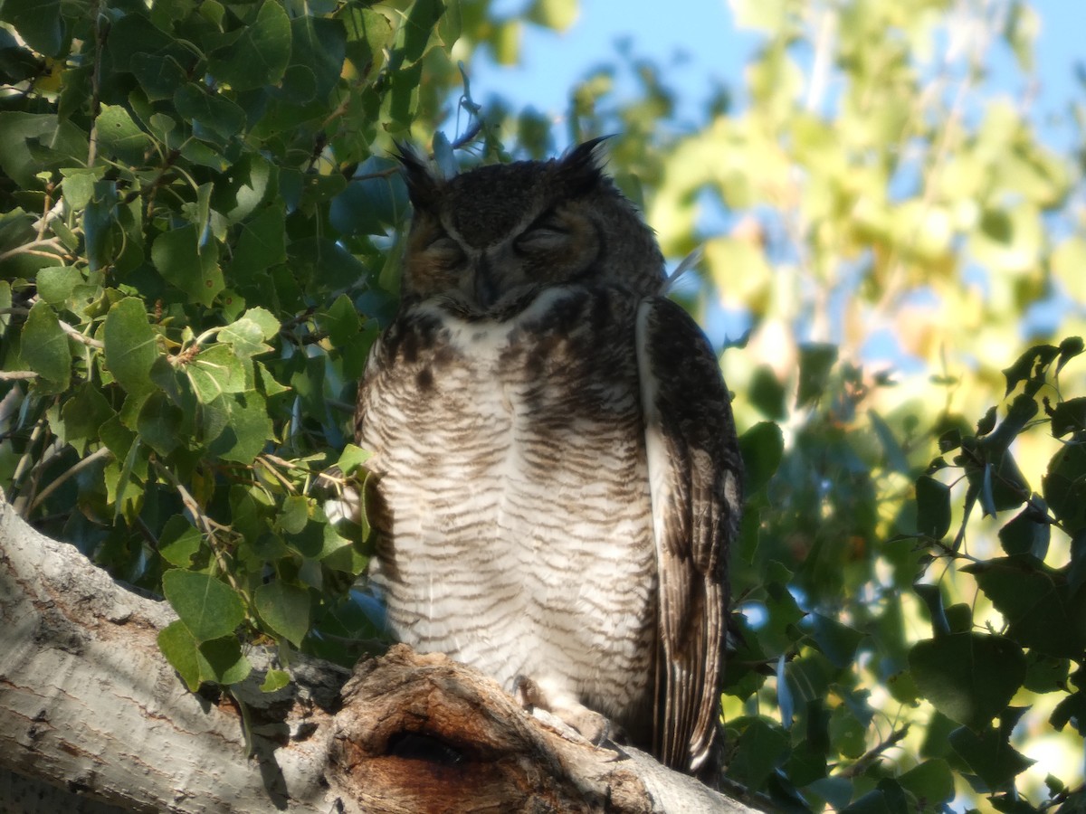 Great Horned Owl - ML645919617