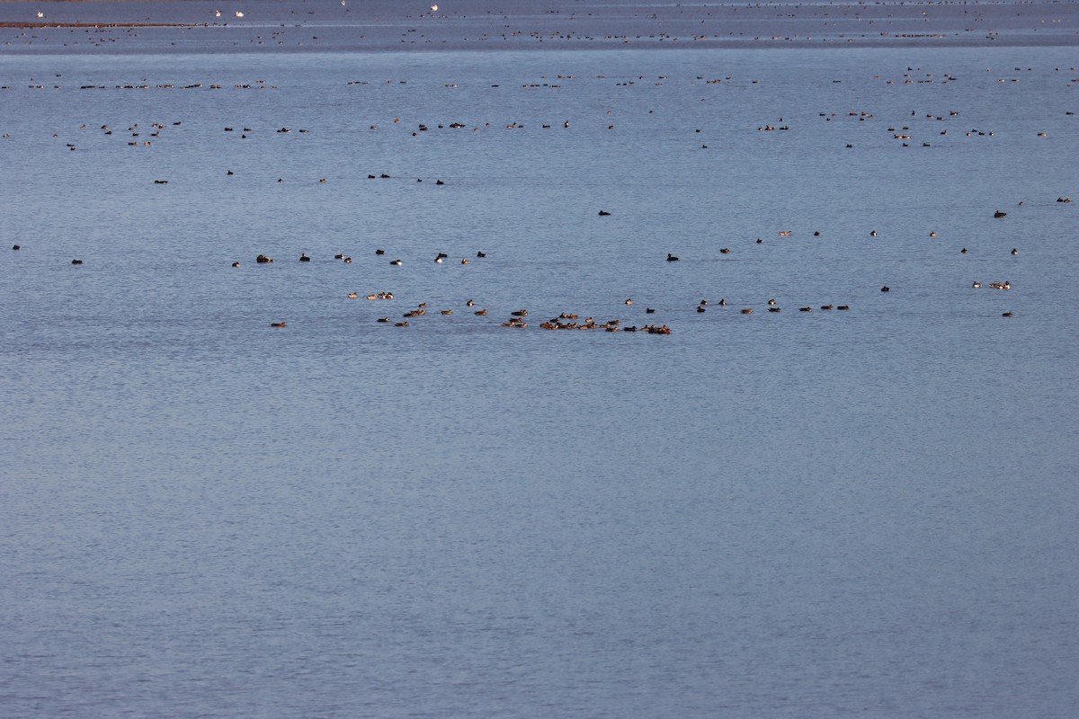 Blue-winged Teal - ML645919619