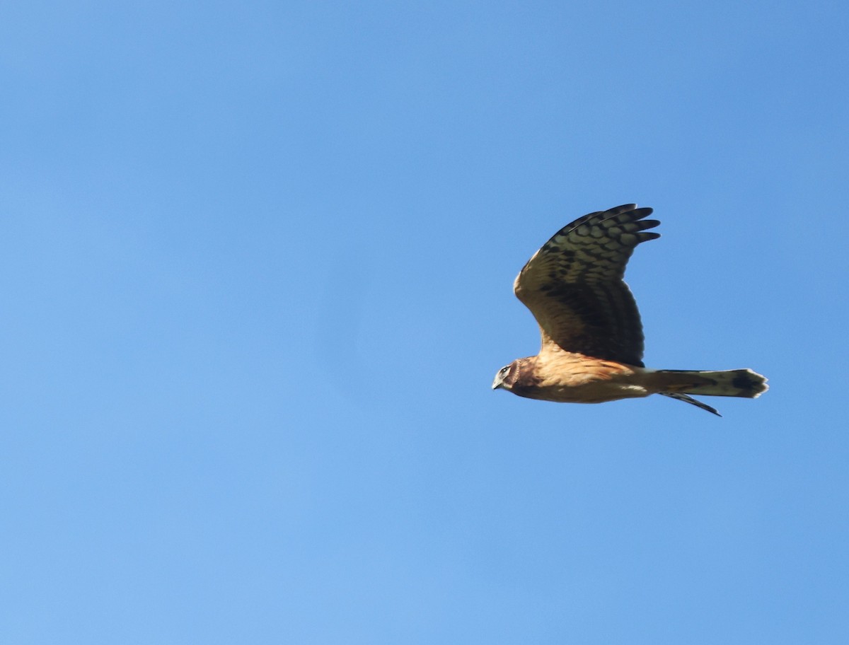 זרון אמריקני - ML645919620