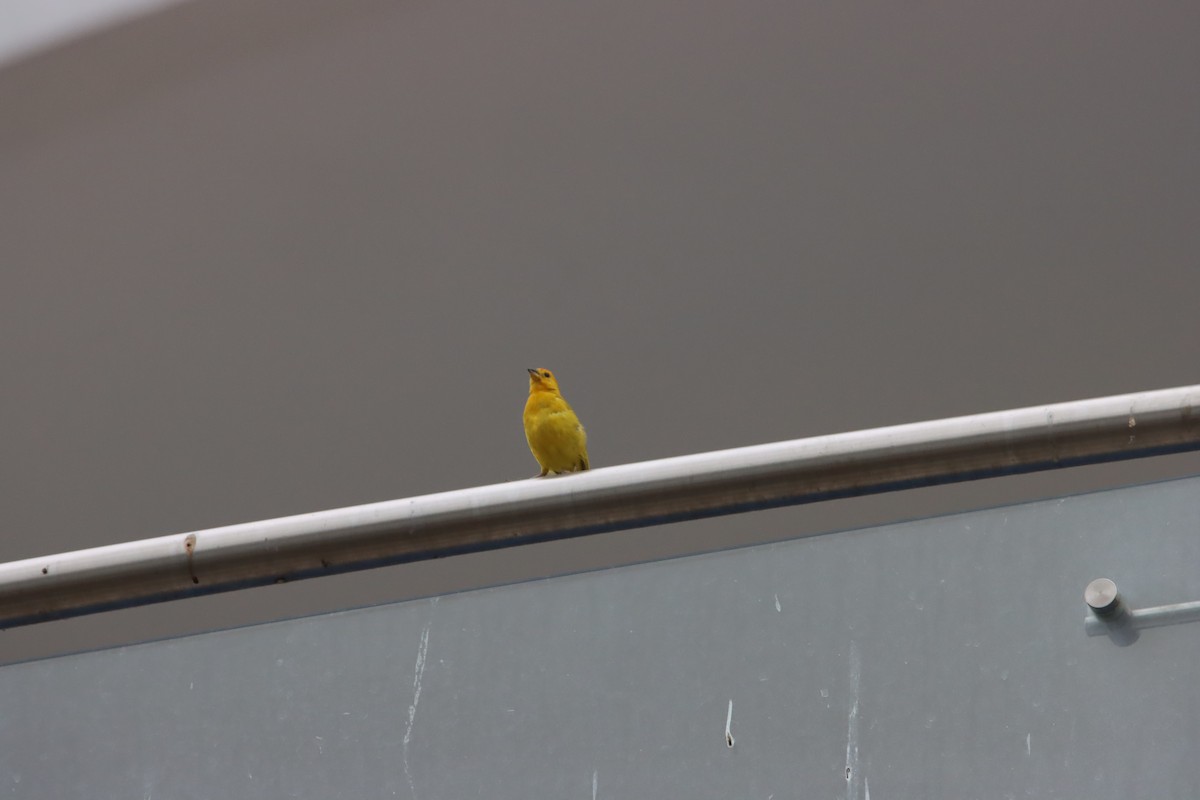 Saffron Finch - ML645919621