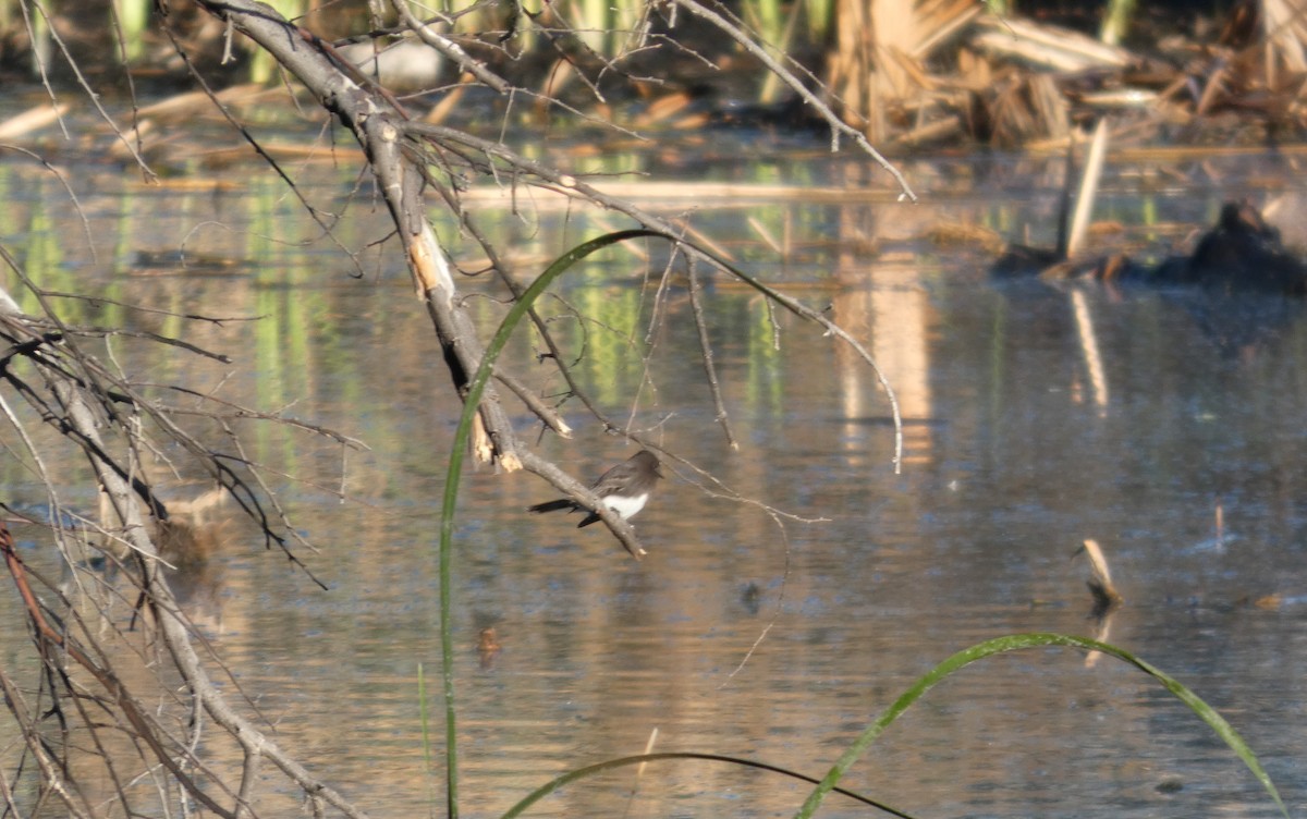 Black Phoebe - ML645919626