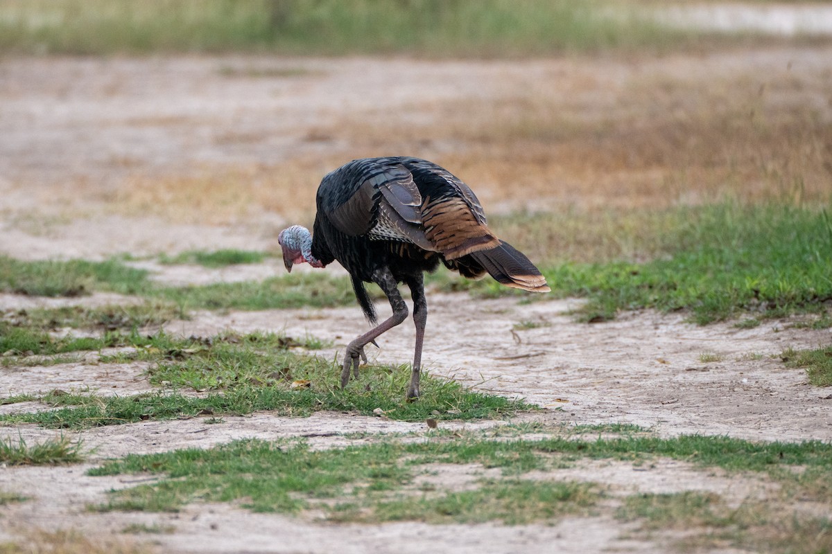 הודן בר - ML645919628