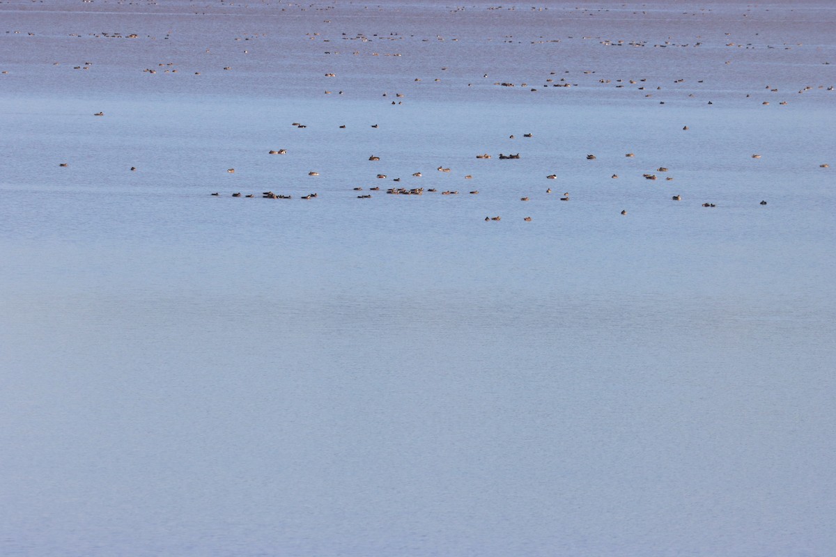 Blue-winged Teal - ML645919629