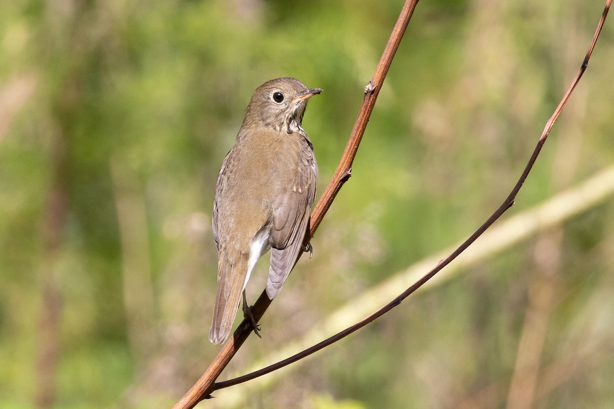 Bicknell's Thrush - ML645919631