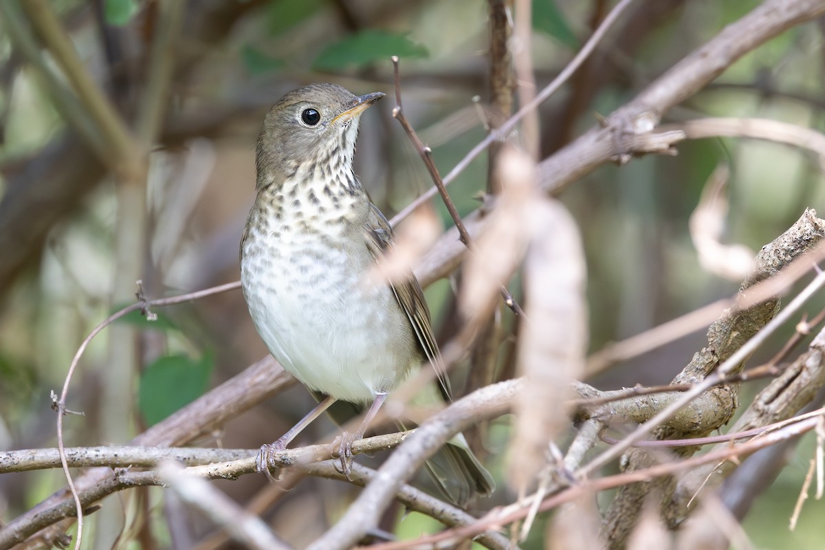 Bicknell's Thrush - ML645919632