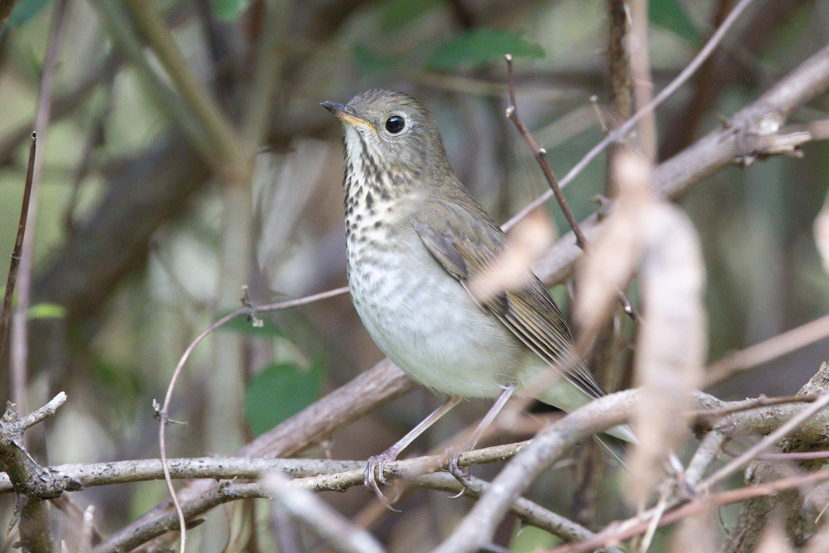Bicknell's Thrush - ML645919633