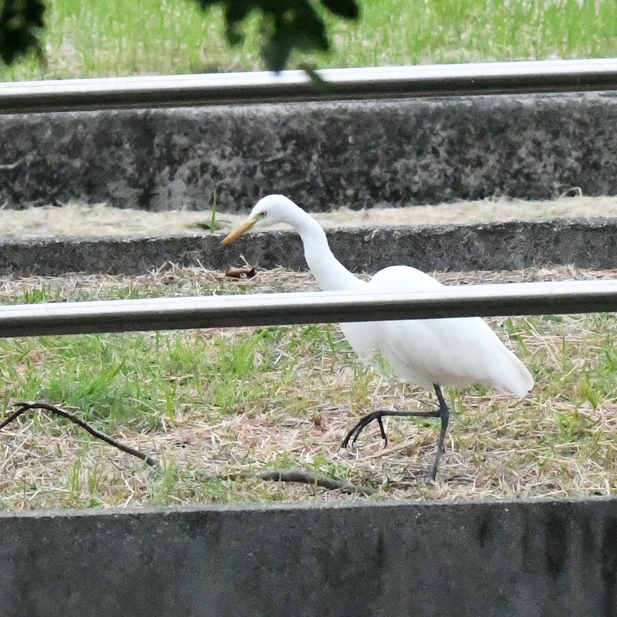Medium Egret - ML645919634