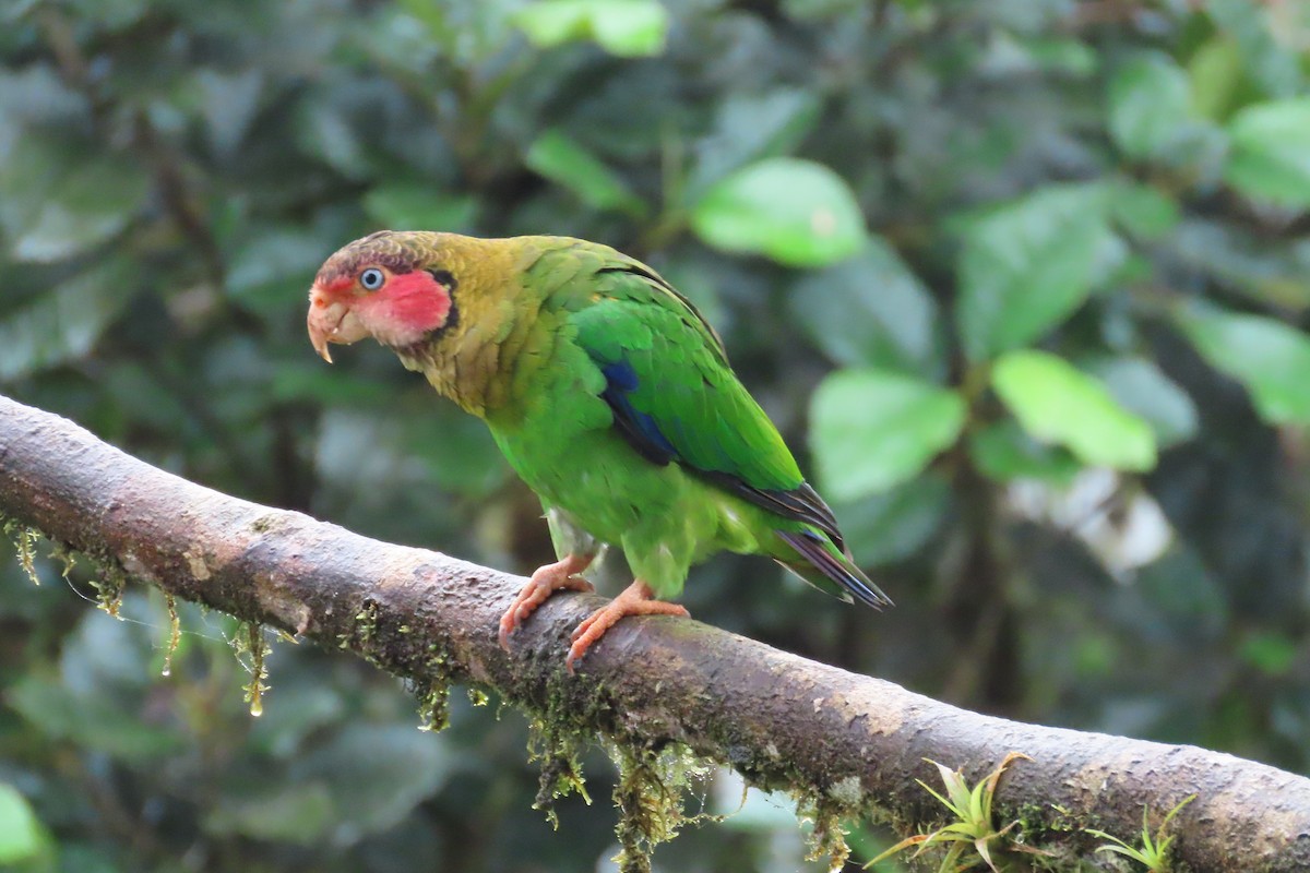 Rose-faced Parrot - ML645919635