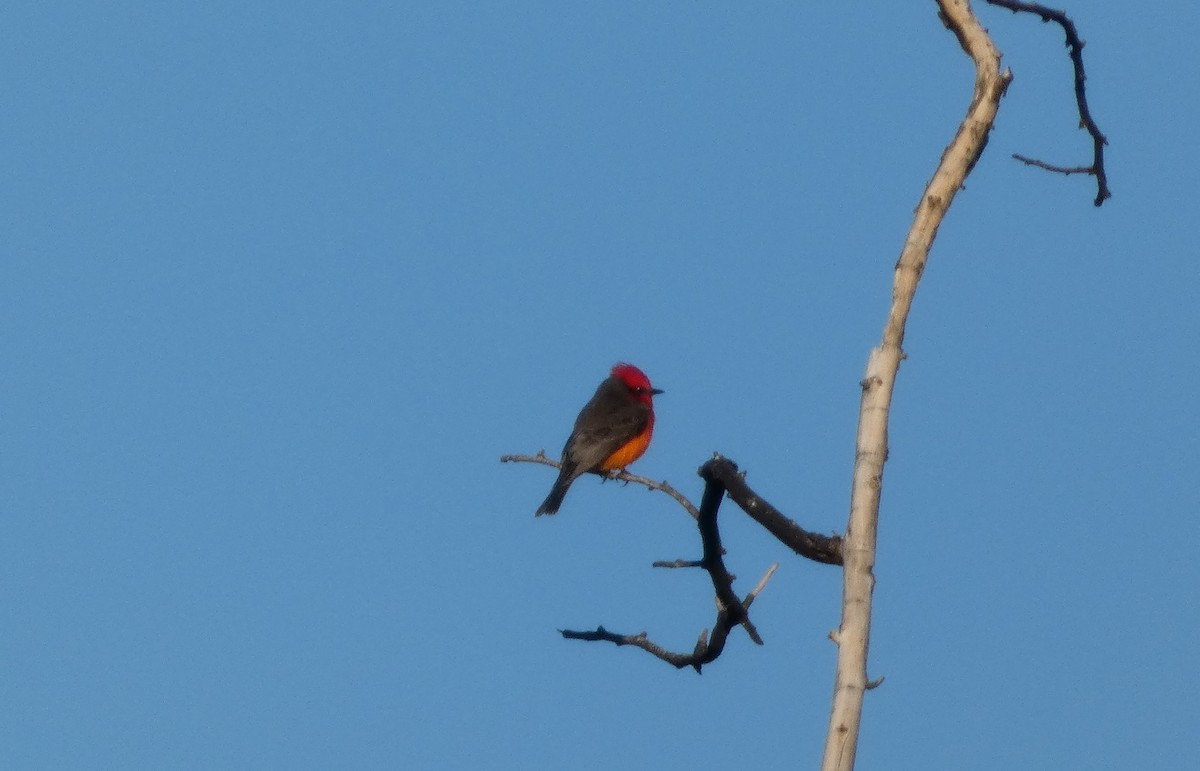 Vermilion Flycatcher - ML645919636