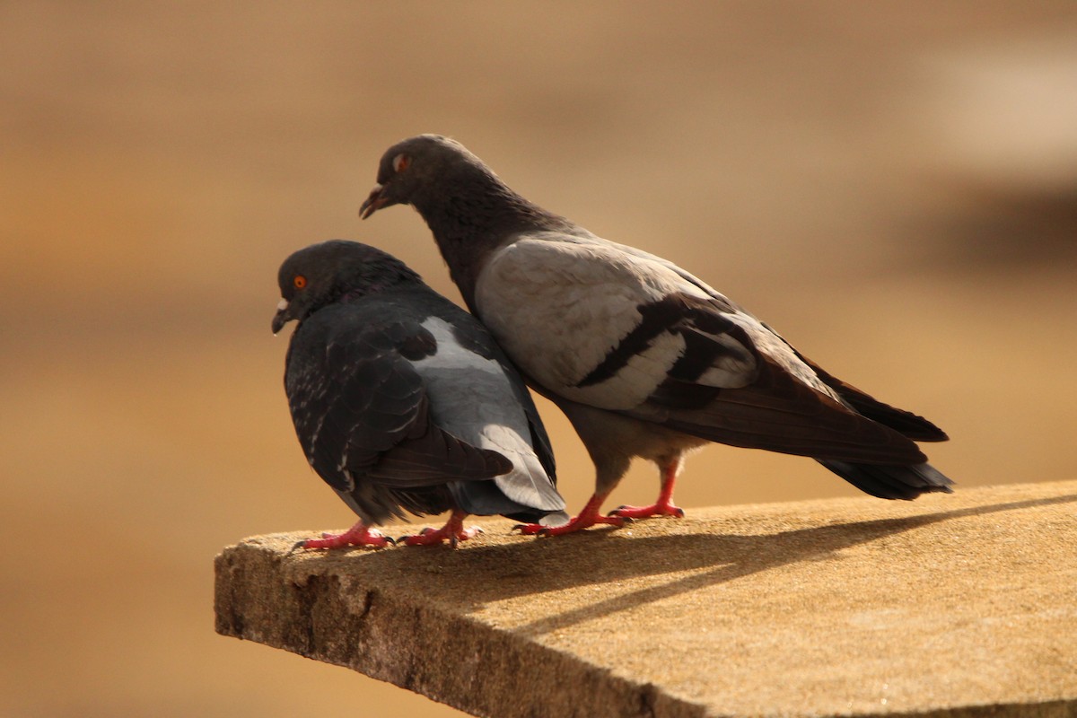 Rock Pigeon (Feral Pigeon) - ML645919646