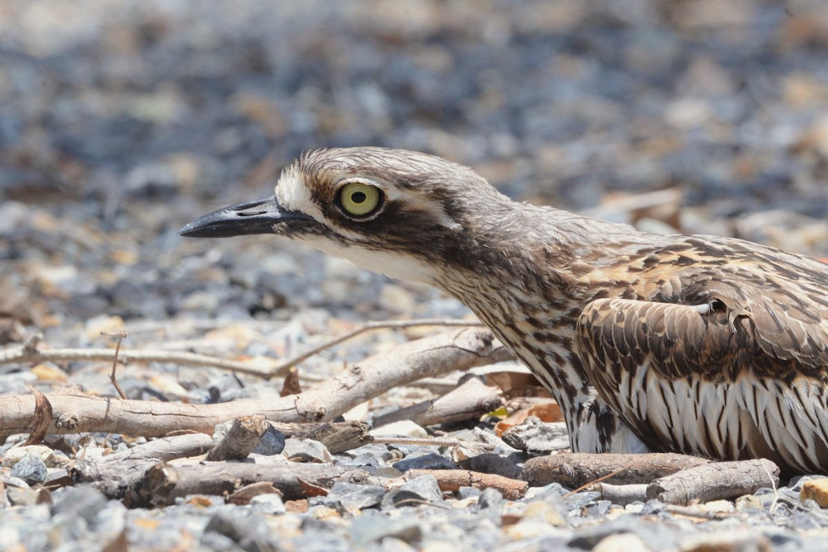 オーストラリアイシチドリ - ML645919653