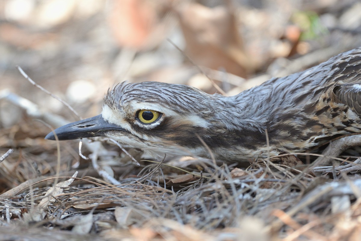 オーストラリアイシチドリ - ML645919654