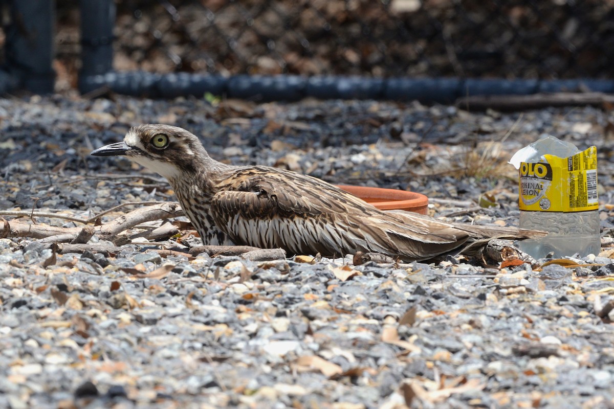 オーストラリアイシチドリ - ML645919655