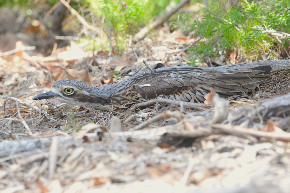 オーストラリアイシチドリ - ML645919656