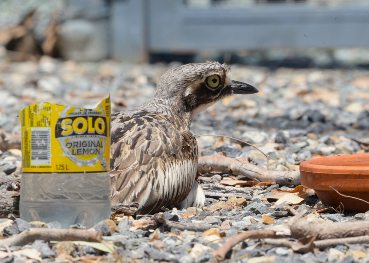 オーストラリアイシチドリ - ML645919657