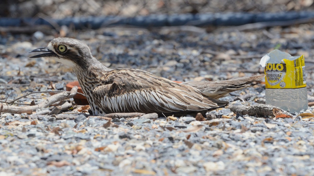 オーストラリアイシチドリ - ML645919658