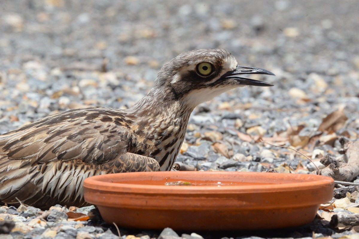 オーストラリアイシチドリ - ML645919659