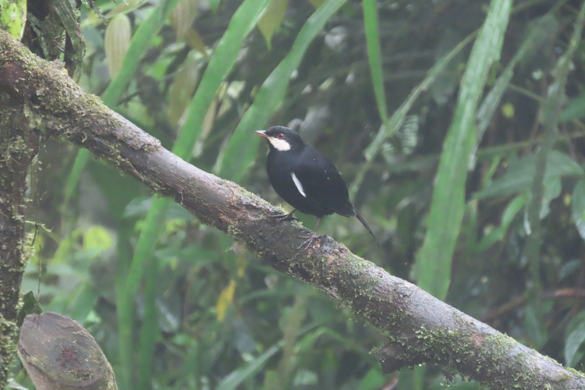 Black Solitaire - ML645919661