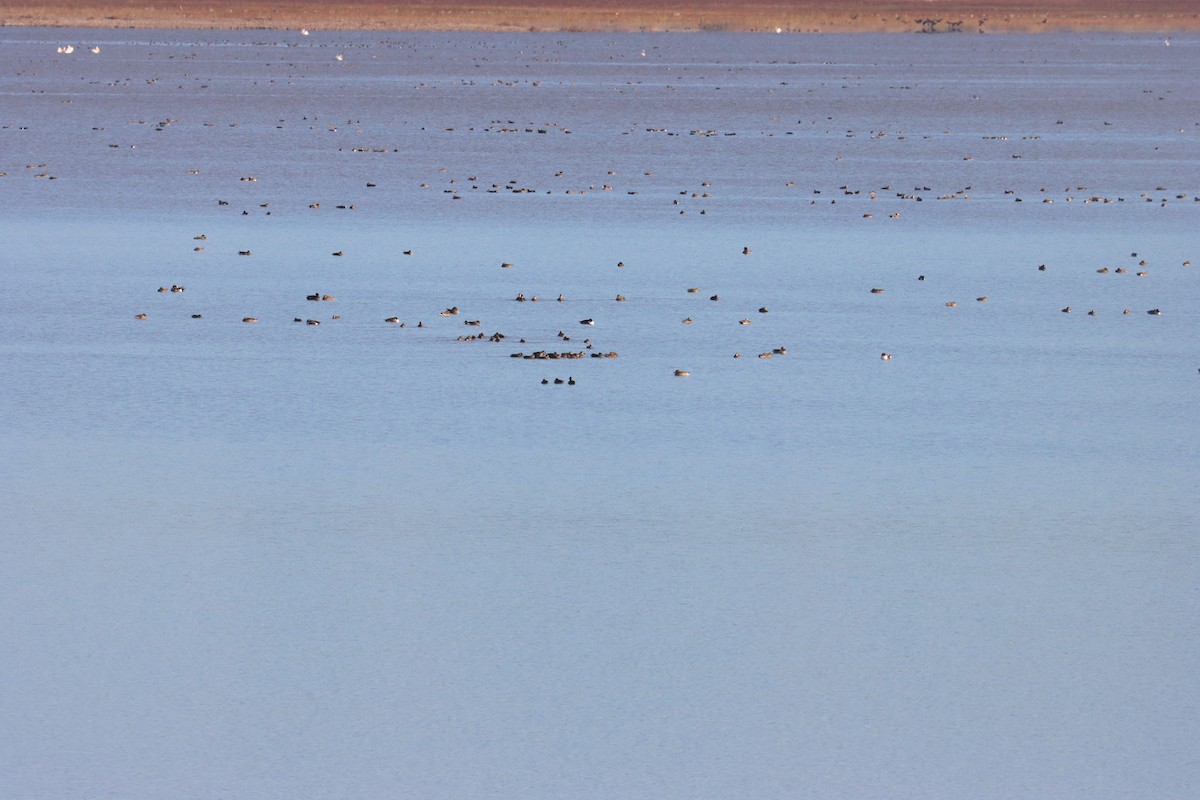 Blue-winged Teal - ML645919662