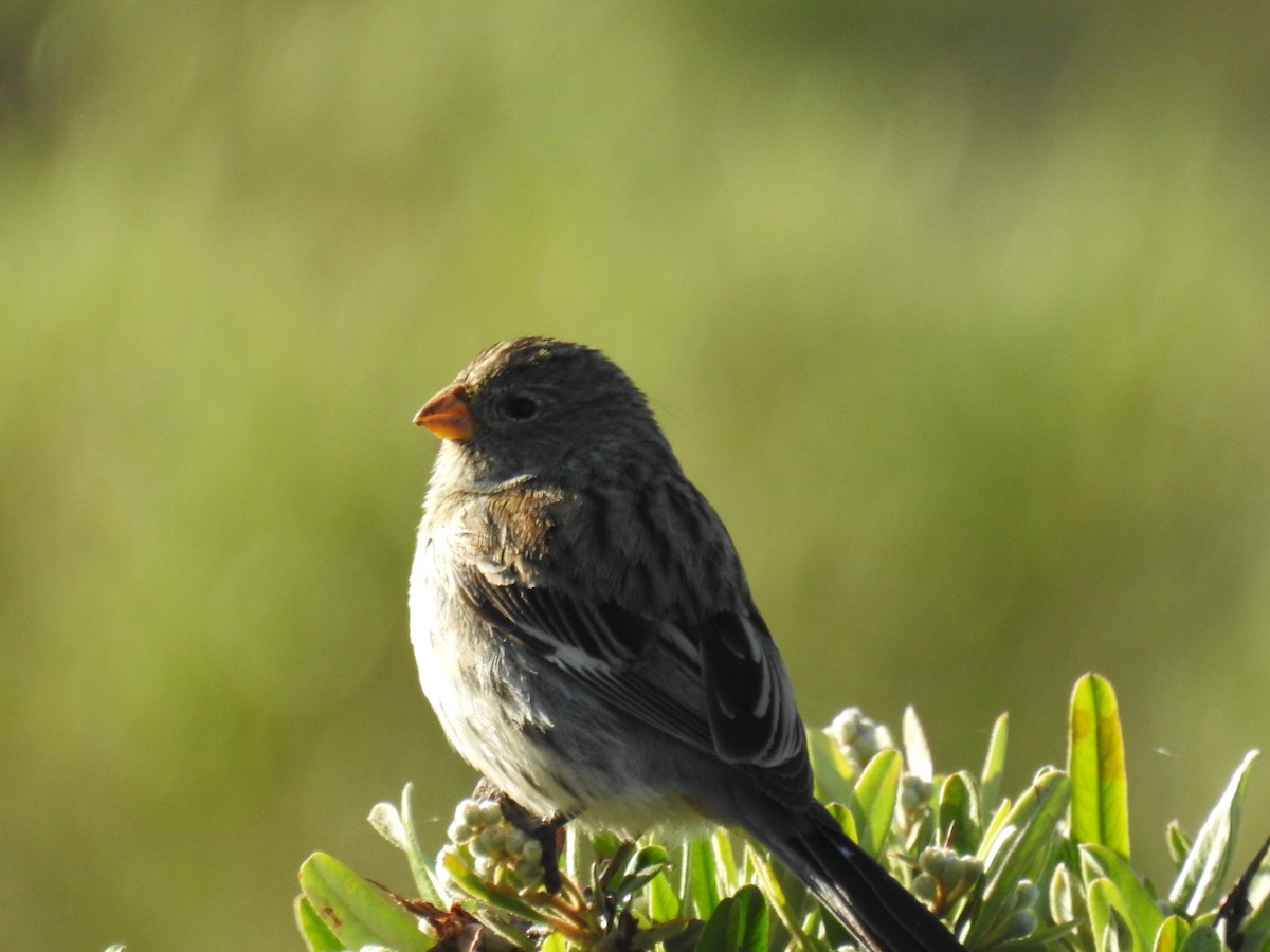 Band-tailed Seedeater - ML645919664
