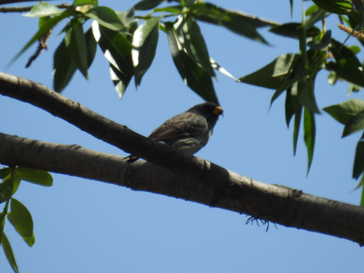 Band-tailed Seedeater - ML645919668