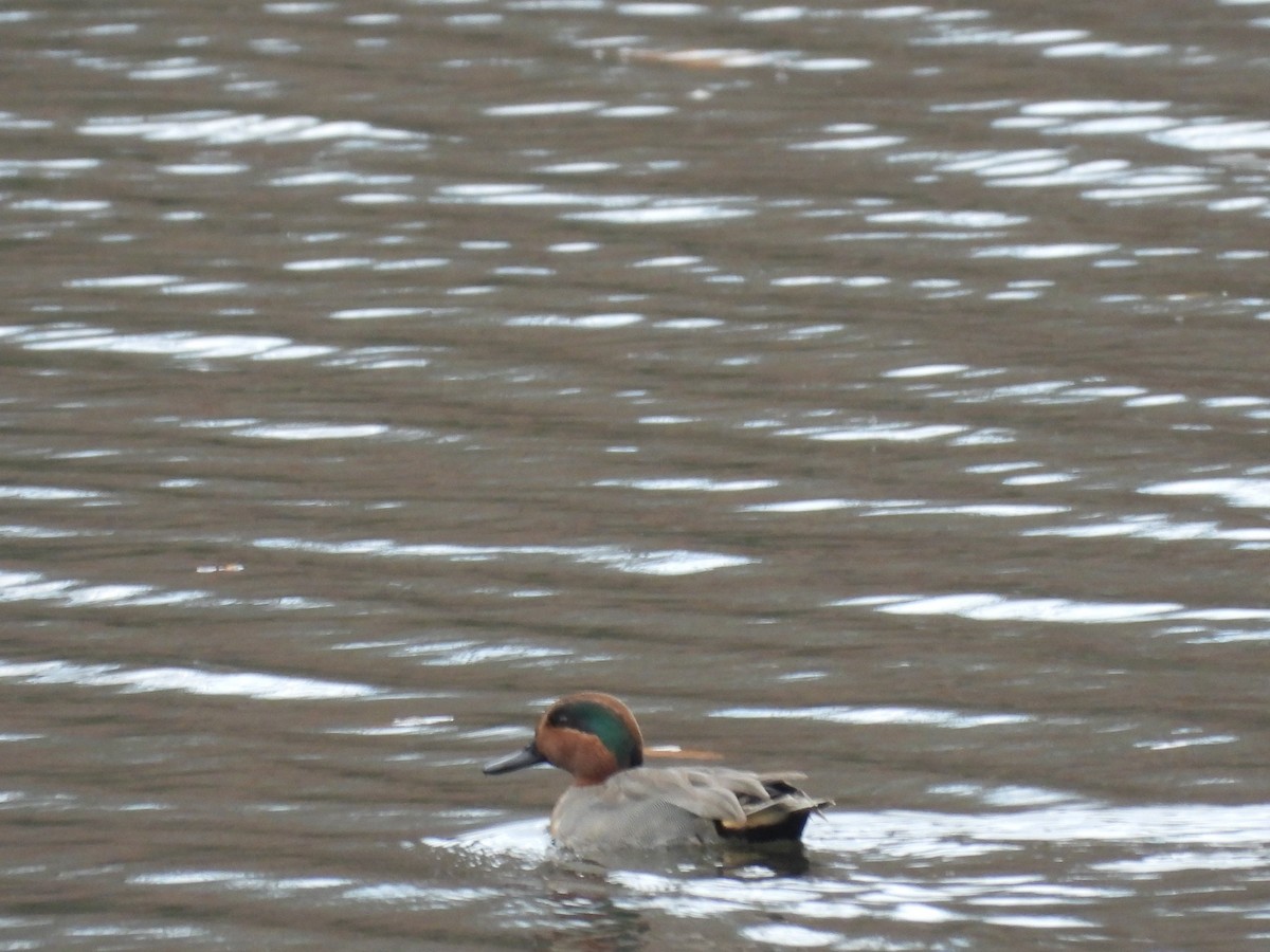 čírka obecná - ML645919674