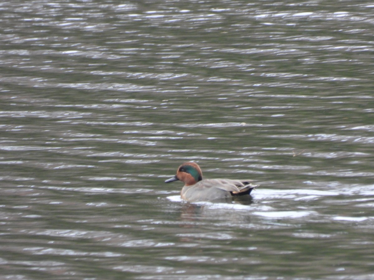 čírka obecná - ML645919675