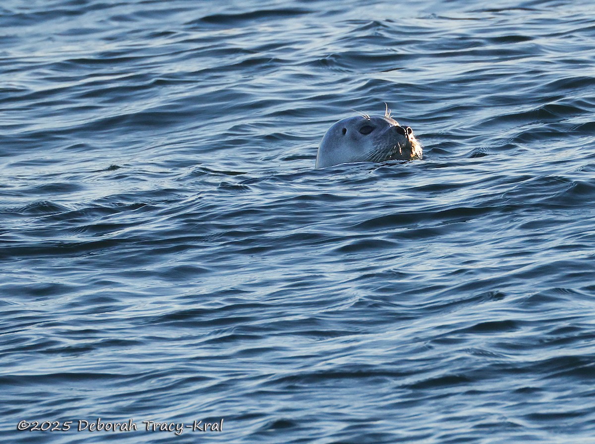 Harbor Seal - ML645919682