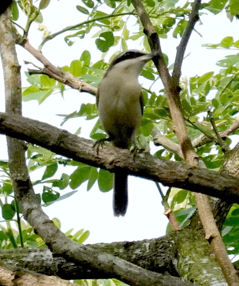 brunvarsler - ML645919684